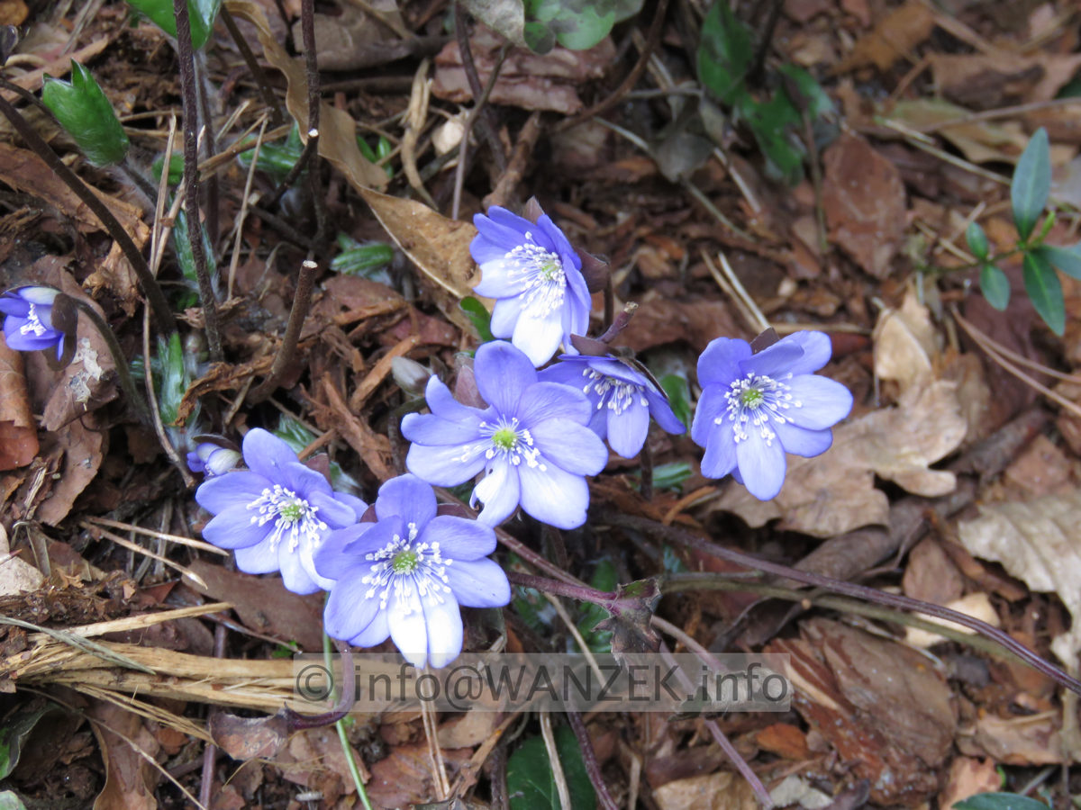 Hepatica nobilis 1.JPG